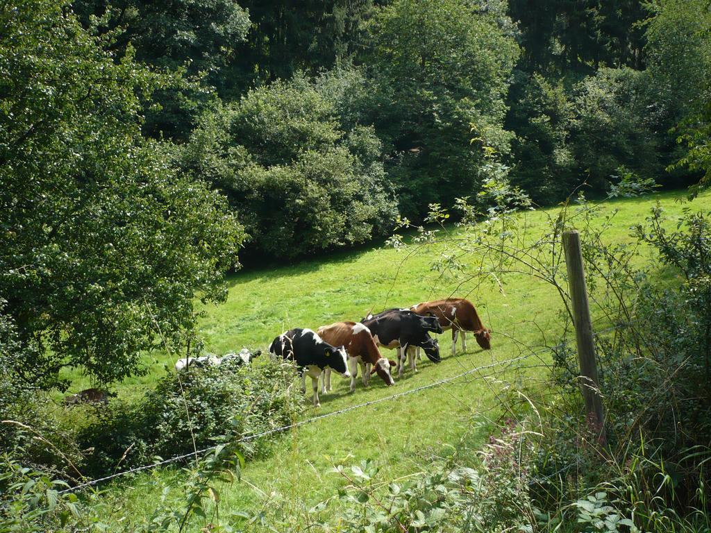 Ferienwohnungen Meindl Idar-Oberstein Quarto foto